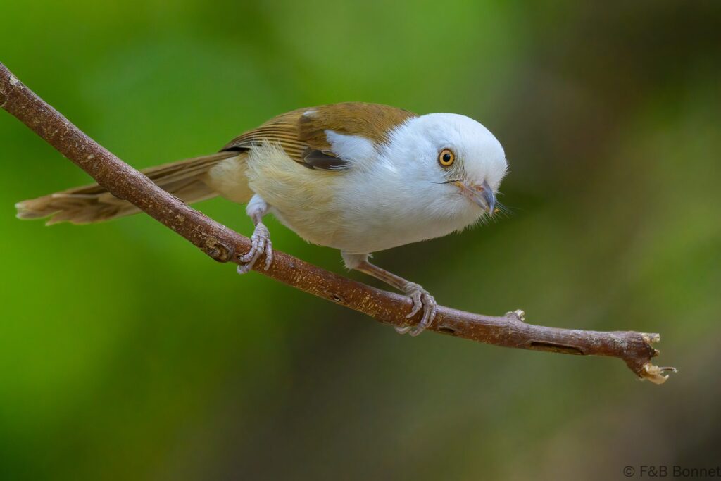 White-hooded Babbler - China - Yunnan - 2025