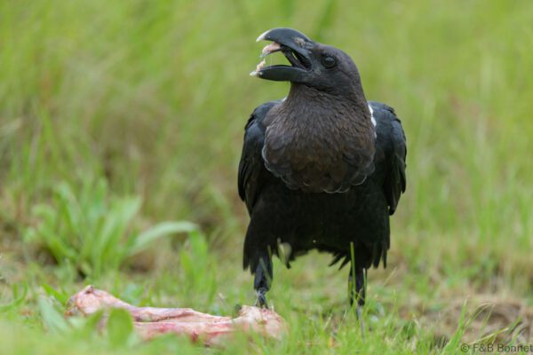 White-necked Raven - South Africa - Giants Castle - 2026