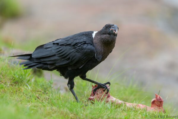 White-necked Raven - South Africa - Giants Castle - 2026