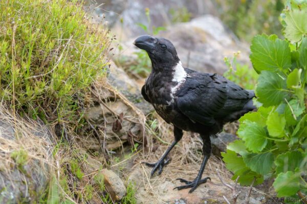 White-necked Raven - South Africa - Giants Castle - 2026