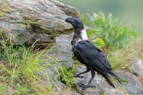 White-necked Raven - South Africa - Giants Castle - 2026
