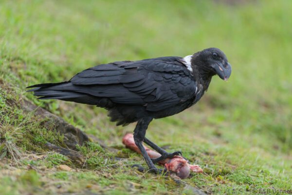 White-necked Raven - South Africa - Giants Castle - 2026