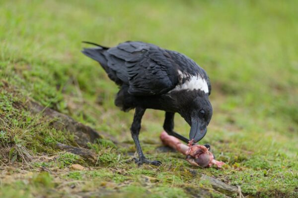 White-necked Raven - South Africa - Giants Castle - 2026