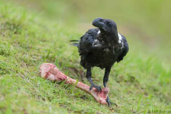 White-necked Raven - South Africa - Giants Castle - 2026