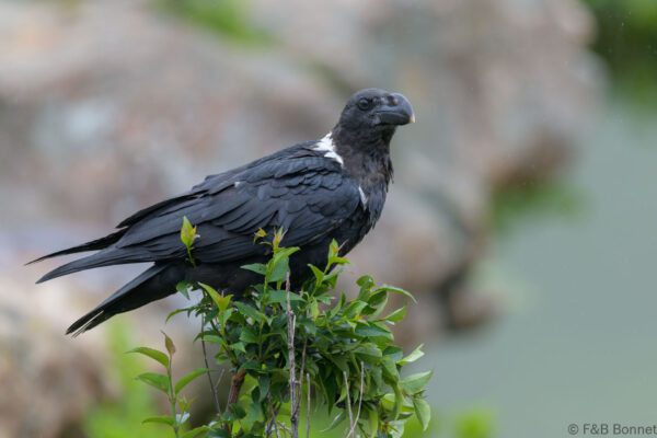 White-necked Raven - South Africa - Giants Castle - 2026