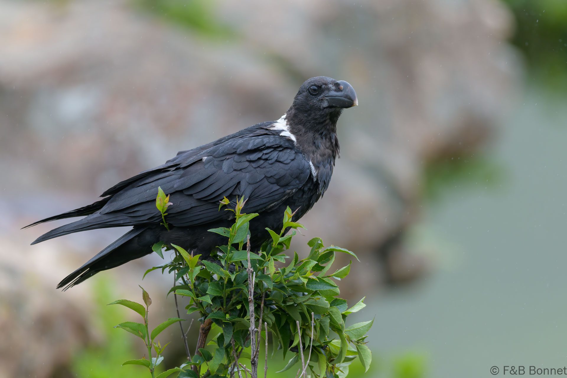 White-necked Raven - South Africa - Giants Castle - 2026