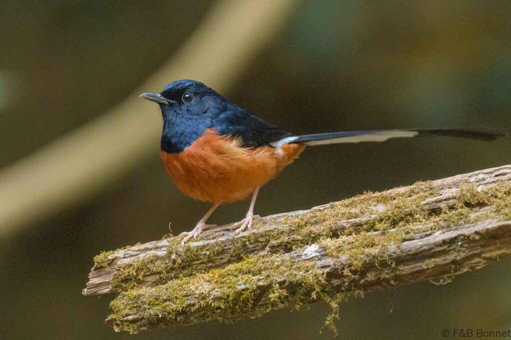White-rumped Shama ♂ - Thailand - Kaeng Krachan - 2023
