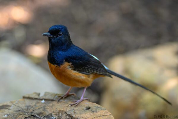 White-rumped Shama ♂ - Thailand - Chiang Rai - 2026