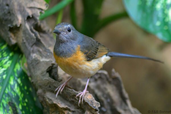 White-rumped Shama ♀ - Thailand - Chiang Rai - 2026