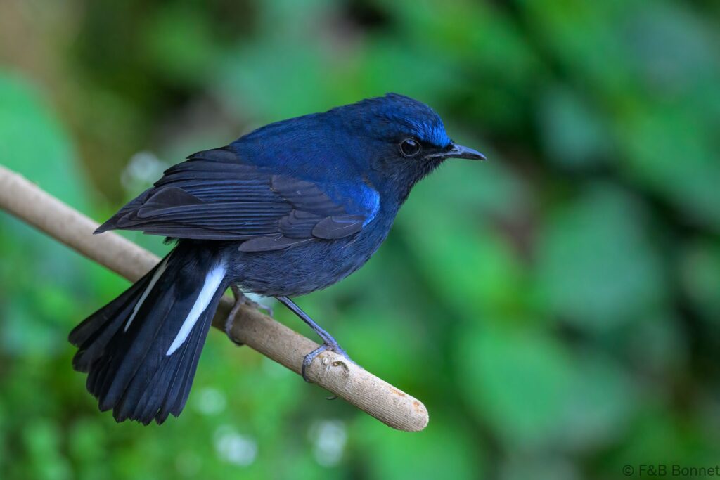 White-tailed Robin ♂ - China - Yunnan - 2025