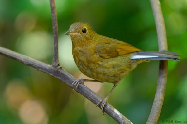 White-tailed Robin ♀ - Thailand - Doi Inthanon - 2026