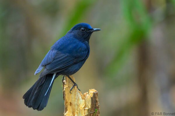 White-tailed Robin ♂ - Vietnam - Da Lat - 2026