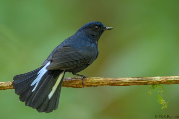White-tailed Robin ♂ - Vietnam - Da Lat - 2026