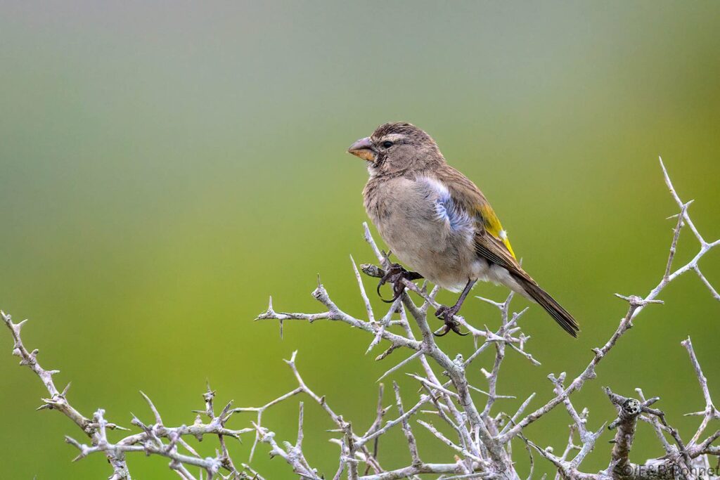White-throated Canary - South Africa - West Coast NP