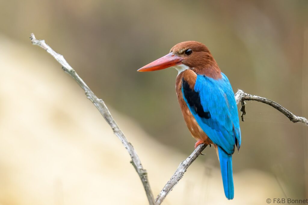 White-throated Kingfisher - Thailand - Ban Thung Yai - 2023