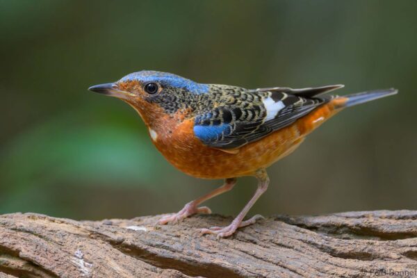 White-throated Rock Thrush ♂ - Vietnam - Di Linh - 2026