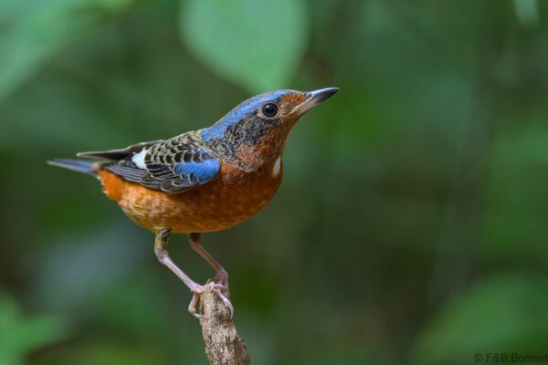 White-throated Rock Thrush ♂ - Vietnam - Di Linh - 2026