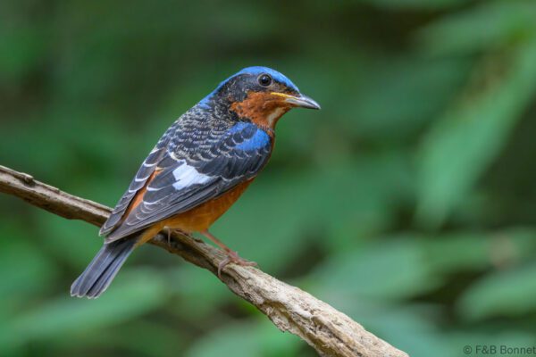 White-throated Rock Thrush ♂ - Vietnam - Di Linh - 2026