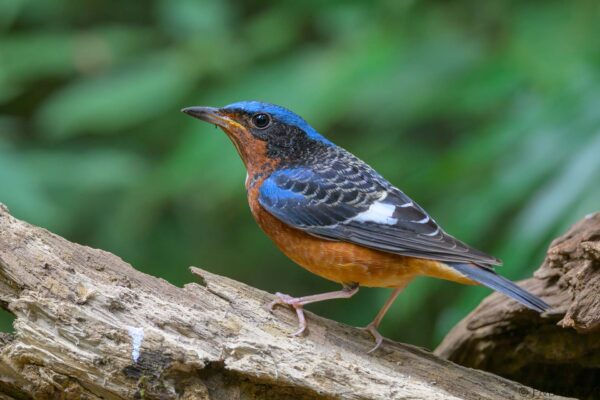 White-throated Rock Thrush ♂ - Vietnam - Di Linh - 2026
