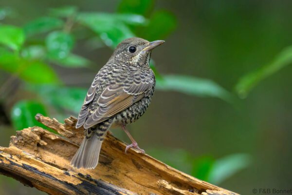 White-throated Rock Thrush ♀ - Vietnam - Ma Da - 2026