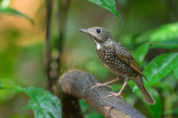 White-throated Rock Thrush ♀ - Vietnam - Ma Da - 2026