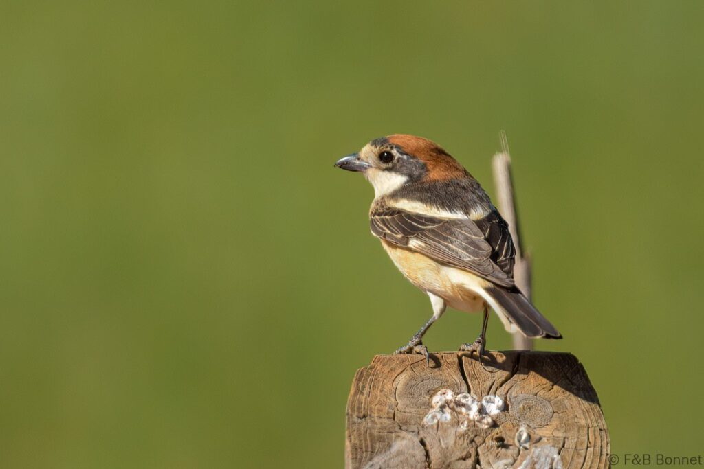 Alcaudón común - España - Andalucía - 2023