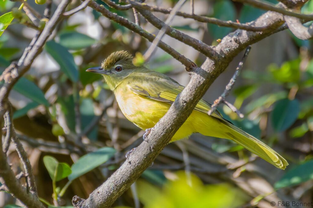 Yellow-bellied Greenbul - South Africa - Louis Trichardt - 2022