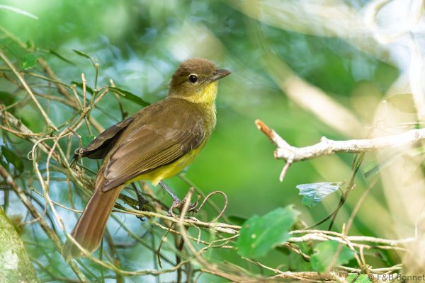 Yellow-bellied Greenbul - South Africa - Santa Lucia - 2026
