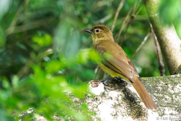 Yellow-bellied Greenbul - South Africa - Santa Lucia - 2026
