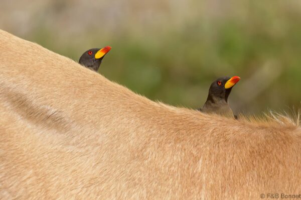 Piqueboeuf à bec jaune - Senegal - Elinkine - 2023