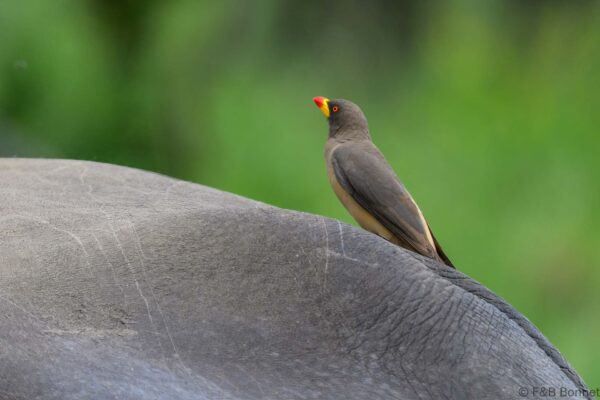 Yellow-billed Oxpecker - South Africa - Kruger NP - 2025