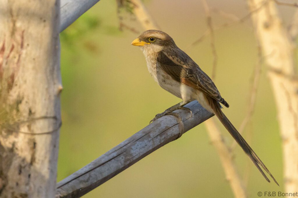 Corvinelle à bec jaune - Senegal - Dindéfélo - 2023