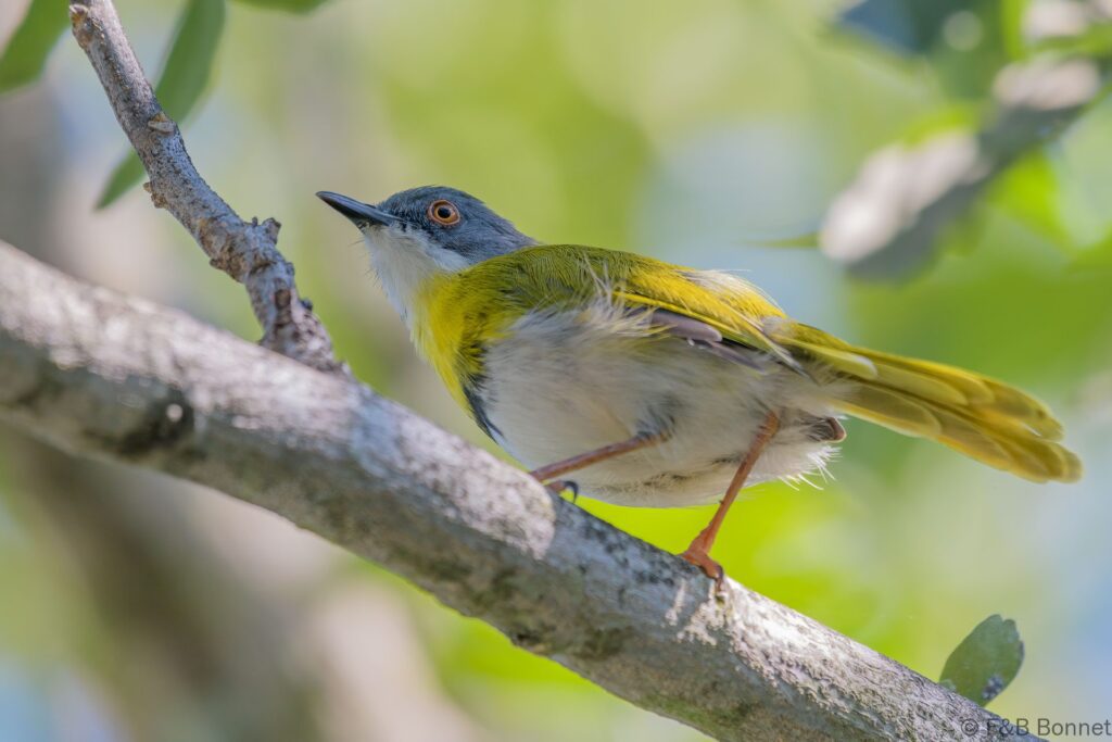 Yellow-breasted Apalis - South Africa - Jozini - 2022