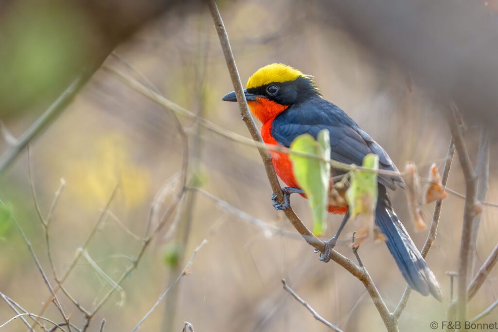Gonolek de Barbarie - Senegal - Niokolo Koba - 2023
