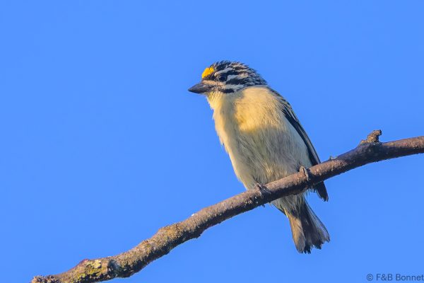 Yellow-fronted Tinkerbird - Zimbabwe - Vumba - 2026