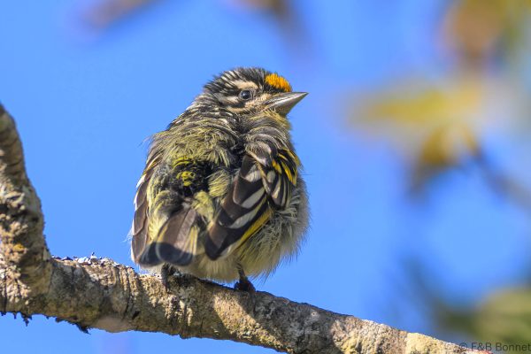 Yellow-fronted Tinkerbird - Zimbabwe - Vumba - 2026