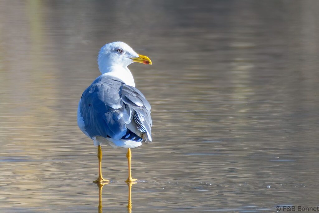 Gaviota patiamarilla - España - Gran Canaria - 2021
