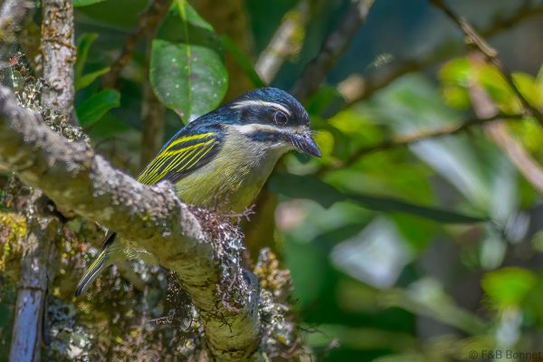 Yellow rumped Tinkerbird Zimbabwe