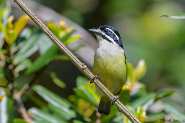 Yellow rumped Tinkerbird Zimbabwe