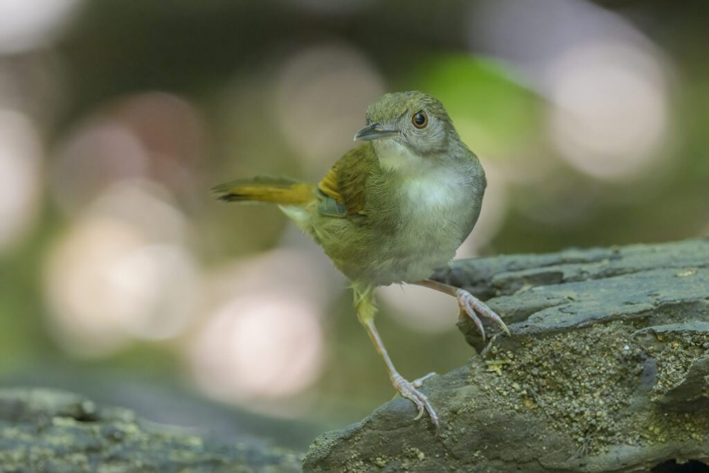 Sulawesi Babbler - Indonesia - Tangkoko - 2024