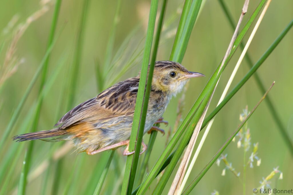 Zitting Cisticola - South Africa - iSimangaliso - 2022