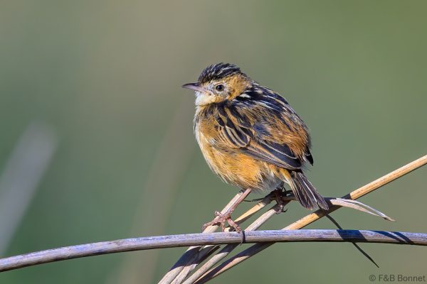 Zitting Cisticola - Zimbabwe - Harare - 2026