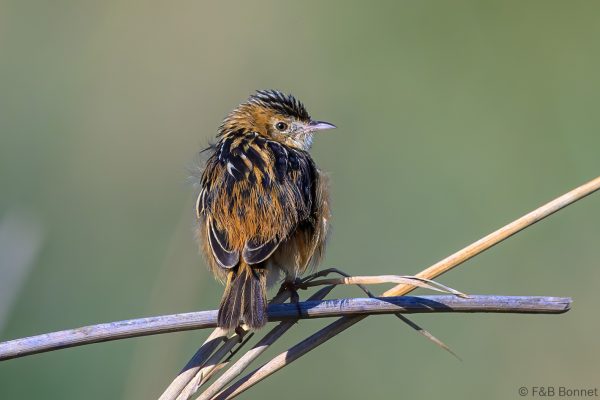 Zitting Cisticola - Zimbabwe - Harare - 2026