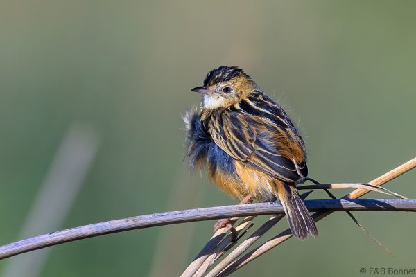 Zitting Cisticola - Zimbabwe - Harare - 2026