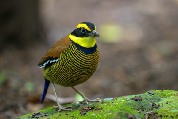 Javan Banded Pitta ♂ - Indonesia - East Java - 2025