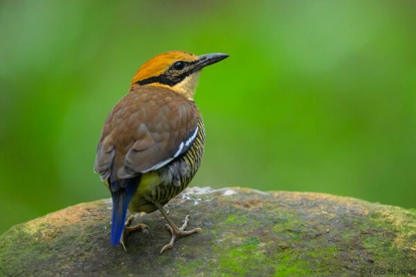 Javan Banded Pitta ♀ - Indonesia - East Java - 2025