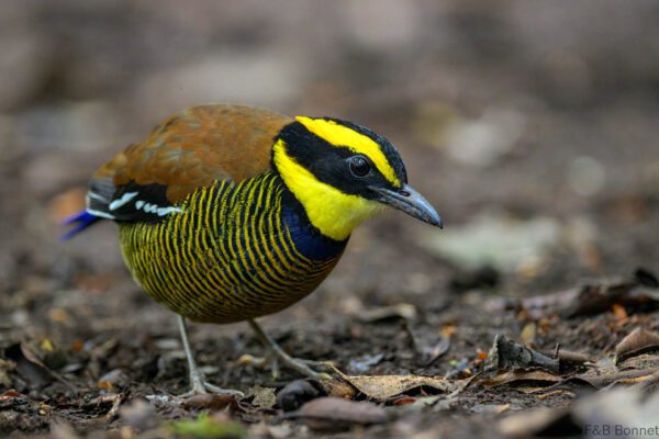 Javan Banded Pitta ♂ - Indonesia - East Java - 2025