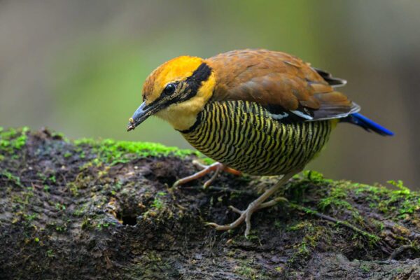 Javan Banded Pitta ♀ - Indonesia - East Java - 2025