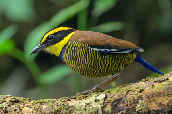 Javan Banded Pitta ♂ - Indonesia - East Java - 2025