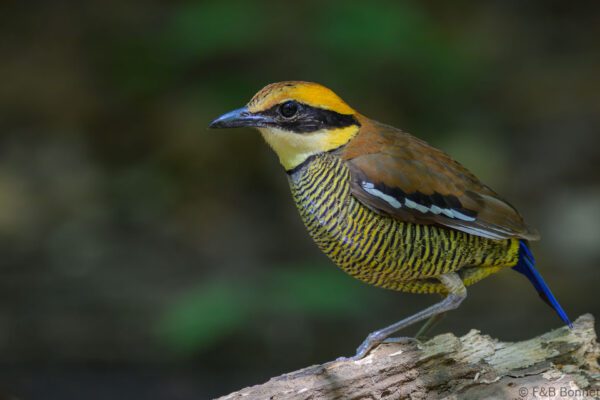 Javan Banded Pitta ♀ - Indonesia - East Java - 2025
